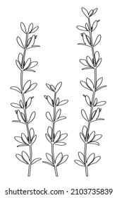 Thyme. Black vector outlines of thyme twigs with leaves isolated on white background.
