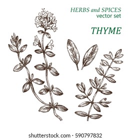 Thyme.  Botanical Illustration. Herbs and Spices.  The drawing hands.