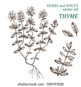 Thyme.  Botanical Illustration. Herbs And Spices.  The Drawing Hands.