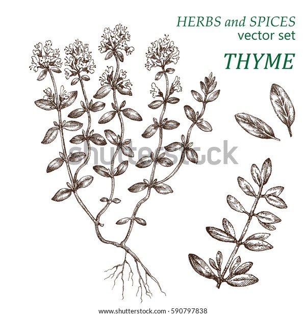 タイム 植物イラスト ハーブとスパイス 絵が手になる のベクター画像素材 ロイヤリティフリー