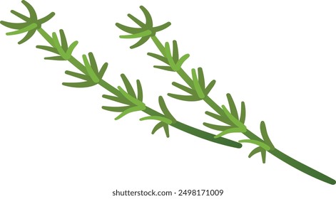 Thyme branch. Aroma herb icon. Natural plant