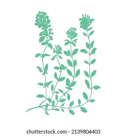 Thyme branch flower hand drawn vector illustration isolated on white, Natural cooking spicy ingredient, Healing silhouette herb design for greeting card, packaging tea, cosmetic, kitchen menu