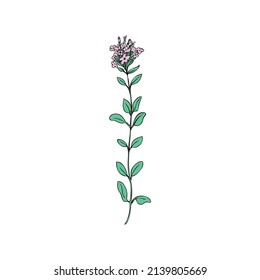 1,036 Thyme color sketch Images, Stock Photos & Vectors | Shutterstock
