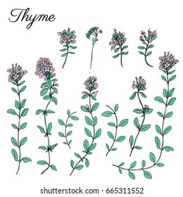 Thyme branch flower hand drawn vector illustration isolated on white, Natural cooking doodle spicy ingredient, Healing herb design for greeting card, invitation, packaging tea, cosmetics, kitchen menu