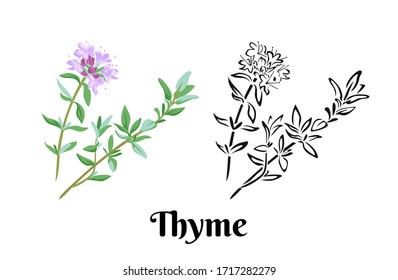 Thyme branch with flowers and leaves isolated on white background. Vector color illustration of  blooming medicinal and culinary plant in cartoon flat style and black and white outline. Herbs Icon.