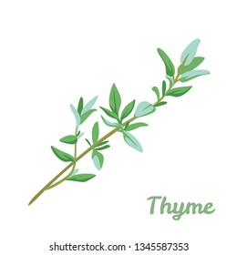 Thyme. Branch of green fragrant herbs isolated on white background. Vector illustration of spicy seasoning in cartoon simple flat style.