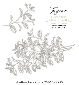 Thyme branch hand drawn vector illustration. Thymus vulgaris plant. Vintage sketch style.
