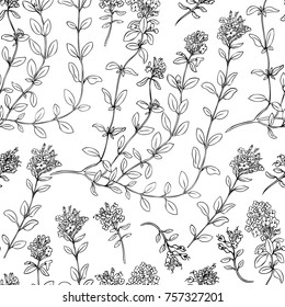 Thyme branch hand drawn vector illustration isolated on white, seamless floral pattern Natural cooking doodle spicy ingredient, Healing herb design for packaging tea, cosmetics, kitchen menu, card