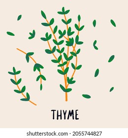 Thyme branch and leaves. Herb isolated vector illustration in hand drawn flat style. Food magazine illustration