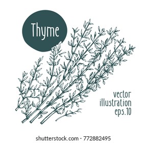 Thyme branch. Vector illustration for design menu, packaging and recipes. Hand drawn retro illustration. Engraved style.