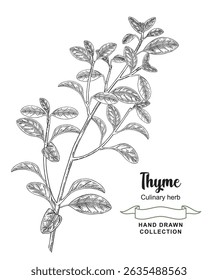Thyme branch vector illustration. Hand drawn Thymus vulgaris with leaves. Black and white sketch style.