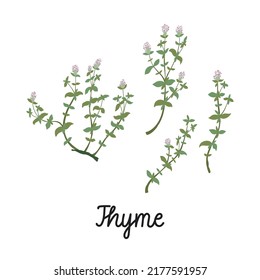 Thyme branches with flowers hand drawn flat illustrations. With the inscription - Thyme. Vector isolated on white background.