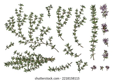 Thyme branches and flowers, hand drawn sketch vector illustration isolated on white background. Aromatic thyme bunch for cooking and spicing food. Set of natural organic plants.