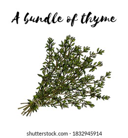 thyme branches on a white background, hand-drawn vector illustration