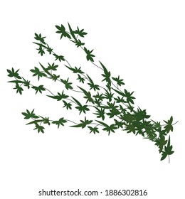 thyme branches on white background, hand drawn vector illustration of thyme