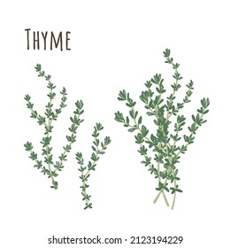 Thyme bunch and separate twigs collection of spicy herbs. Flat style