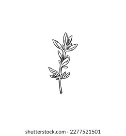 Thyme cooking culinary plant icon or symbol, hand drawn outline vector illustration isolated on white background. Thyme herb decorative element in line art style.