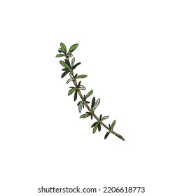 Thyme cooking herbal food spice single twig or branch with fresh green narrow leaves, hand drawn sketch vector illustration isolated on white background.