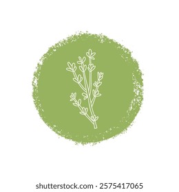 Thyme culinary herb label. Hand drawn badge. Vector hand drawn doodle illustration isolated on white background.