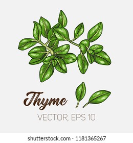 Thyme, culinary herb, spices isolated on white background, card template, for book, cover, package, label, banner. Hand drawn illustration. Vector, eps 10