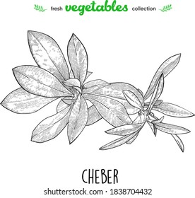 Thyme. Detailed line art. Freehand drawing. Vector vegetables. Collection of fresh vegetables.
