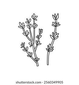 Thyme doodle culinary herb. Vector hand drawn illustration isolated on white background.