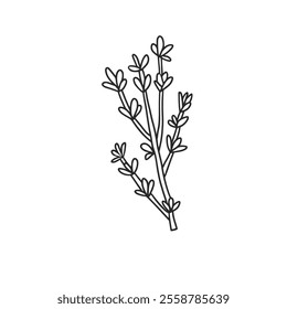 Thyme in doodle style. Culinary herb vector hand drawn illustration isolated on white background.