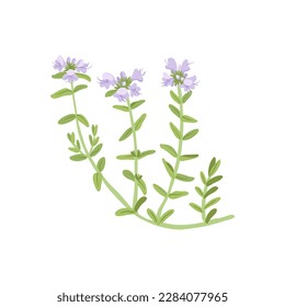 thyme, field flowers, vector drawing wild plants at white background, floral elements, hand drawn botanical illustration