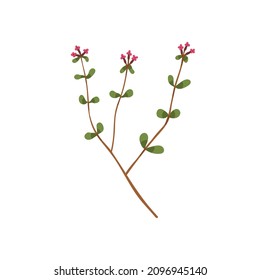 Flores de tomillo. Thymus vulgaris, planta de hierbas en floración. Dibujo botánico moderno de hierba aromática. Inflorescencia medicinal de las flores silvestres. Ilustración vectorial plana coloreada aislada en fondo blanco