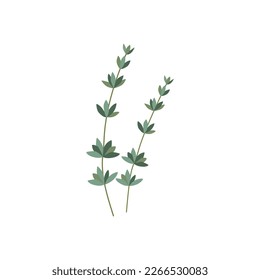 Thyme. Fresh thyme branch herb. Vector illustration isolated on white background. For web, menu, logo, textile, icon.