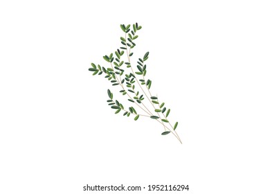 Thyme green herb Vector illustration isolated on white background