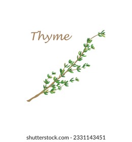 Thyme. A green ripe sprig of thyme. Spicy herbs. Medicinal plant. Vector illustration isolated on a white background