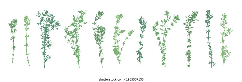 Thyme-Grunge-Set. Sie haben eine abstrakte Sammlung von Kräutern. Pflanze. Gartenarbeit, kulinarische und Aromatherapie.