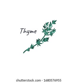 Thyme hand drawn doodle culinary herb. Vector illustration isolated on white background. 