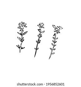 Thyme hand drawn illustration isolated on white background