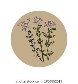 Thyme hand drawn illustration isolated on white background