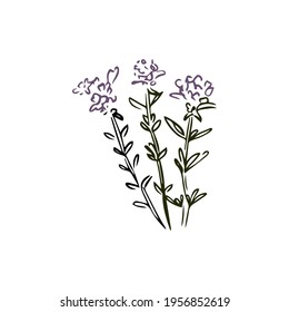 Thyme hand drawn illustration isolated on white background