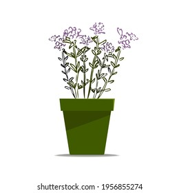 Thyme hand drawn illustration isolated on white background