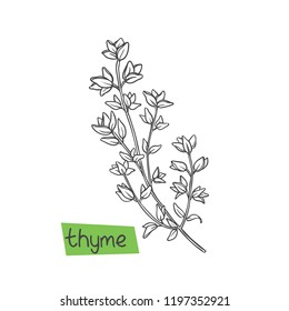 Thyme hand drawn vector illustration. Culinary herbs and spice.