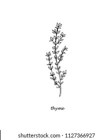 Thyme hand drawn vector image