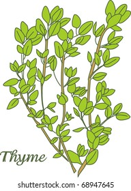 Thyme herb