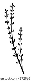 Thyme Herb Branch Silhouette Vector Design