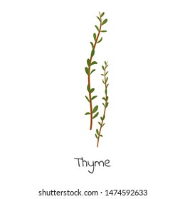Thyme herb cartoon vector illustration.