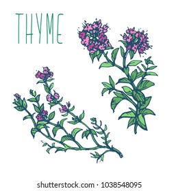 Thyme Herb With Green Leaves And Flowers Isolated On White Background Ink Drawing Hand Drawn Sketch Stock Vector Illustration