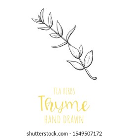 Thyme herb hand drawn vector illustration, isolated herbal tea sketch.