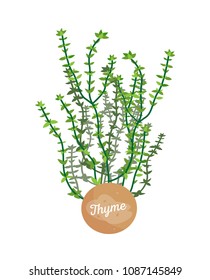 Thyme herb logotype with round label, potted thymes plant emblem, herbs leaves, title on container, aromatic herbal seasoning vector illustration