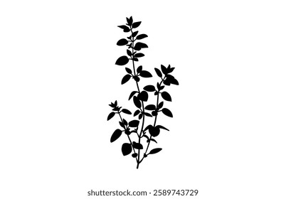 Thyme herb Silhouette Vector, Herb Black Clipart