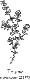 Thyme herb spice leaves stem twig branch stick packaging ingredient cuisine medicine treatment cooking engraving hand drawn illustration black white isolated vintage line art sketch silhouette graphic