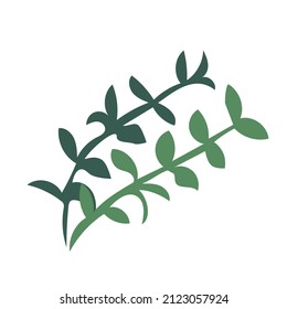 Thyme herb sprigs. Simple icon isolated on white background. Vector hand-drawn illustration.