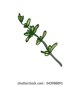 Thyme. Herb. Vector illustration.
